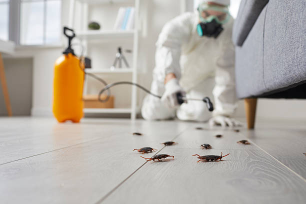 Post-Treatment Bed Bug Interceptor Monitoring in Ojus